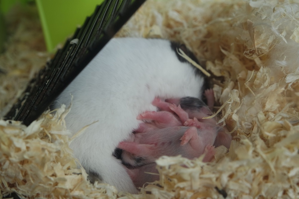 camada de un hamster esperanza de vida caracteristicas de los hamsters