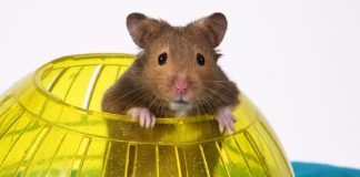 los mejores juegos para hamsters juguetes para roedores