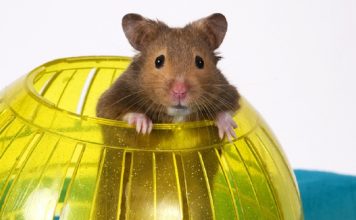 los mejores juegos para hamsters juguetes para roedores