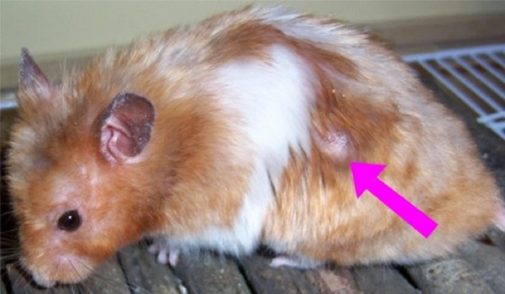 glandulas odoriferas de los hamsters