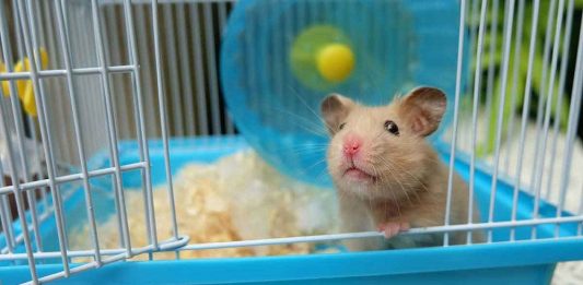 jaula para hamster fotos de hasmters comun