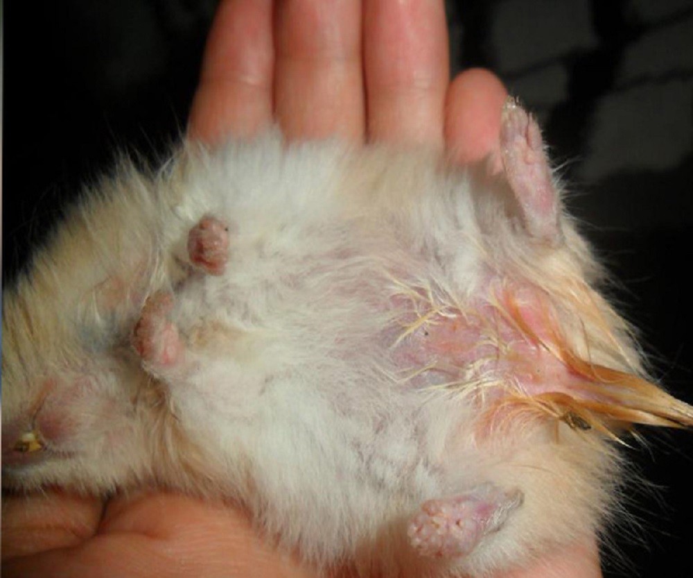 Enfermedad cola mojada en hámster Enfermedades de los Hamsters