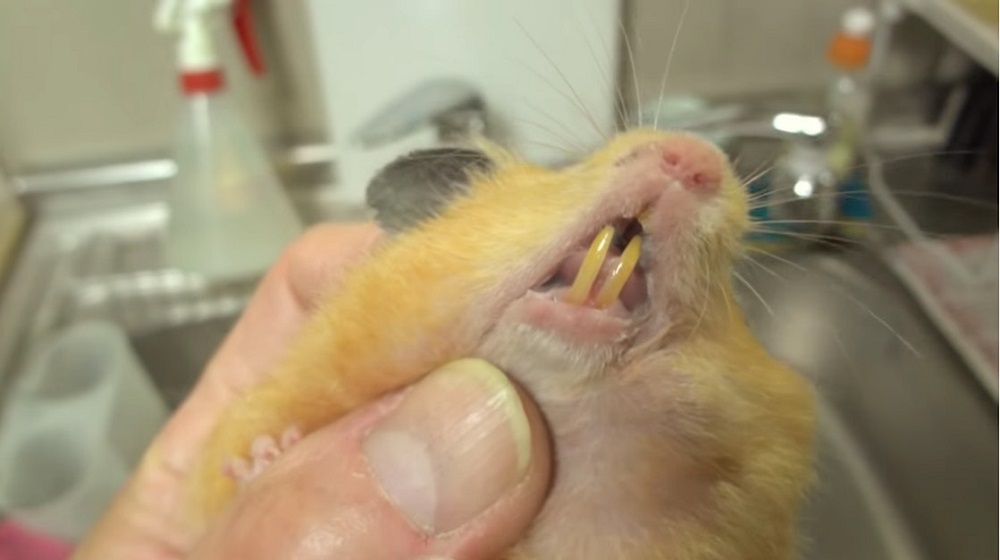 Hámster común dorado con dientes muy largos Enfermedades de los Hamsters