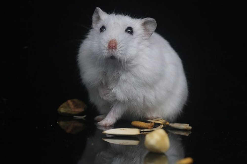 hamster común albino