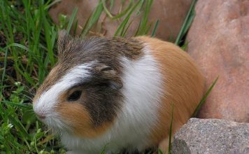 conejo de indias cobaya tricolor tipica hamster online