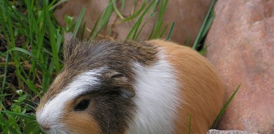 conejo de indias cobaya tricolor tipica hamster online
