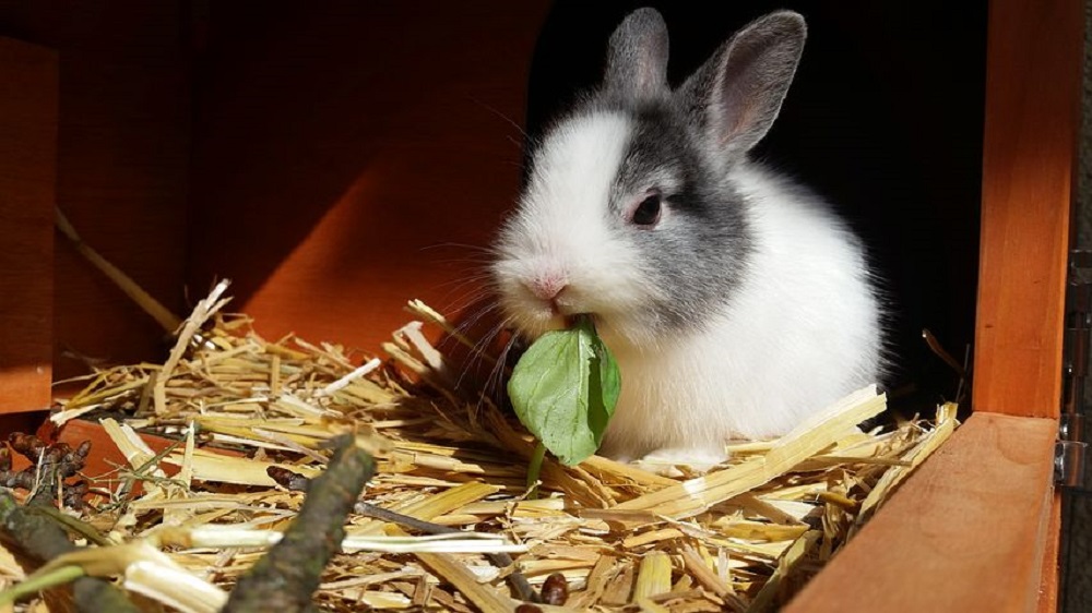 conejo enano toy comiendo hamster online