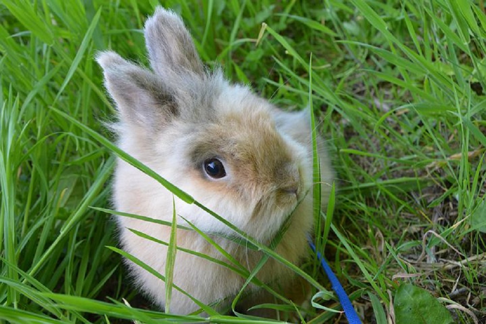 Conejo Toy tranquilo en el cesped del jardin hamster online org
