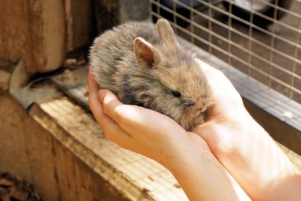 conejo toy enano hamster online