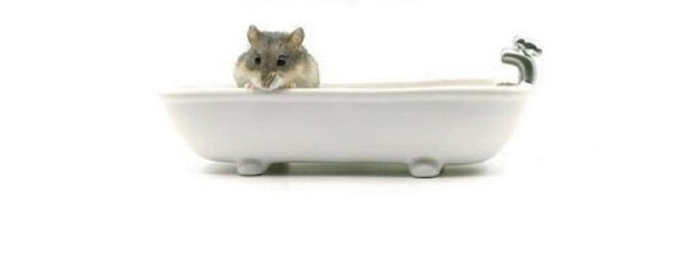 bañando a tu hamster en su propia bañera correctamente.