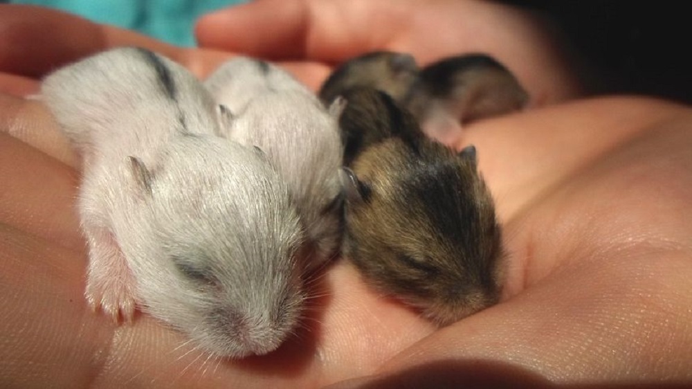 camada de hamsters cria de los hamsteres reproduccion hamsters