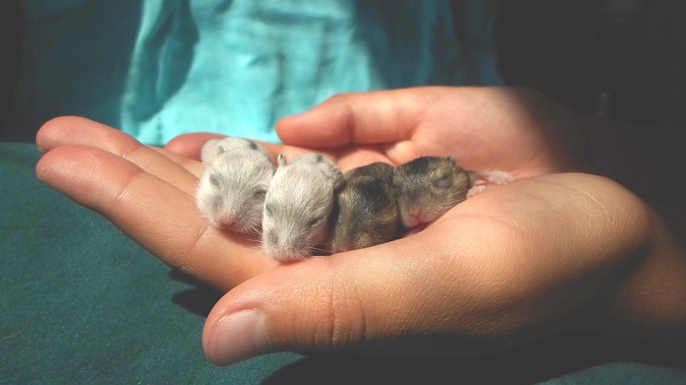 La reproducción de los hamsters. Crias de hámster en la mano de su dueño.