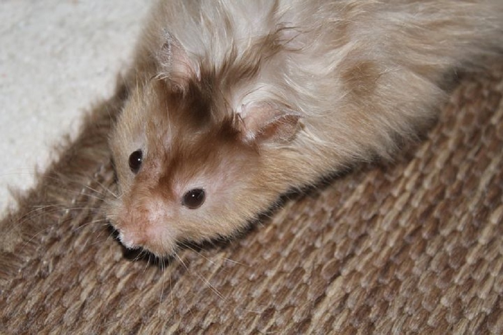 hamster angora hamster segun pelaje