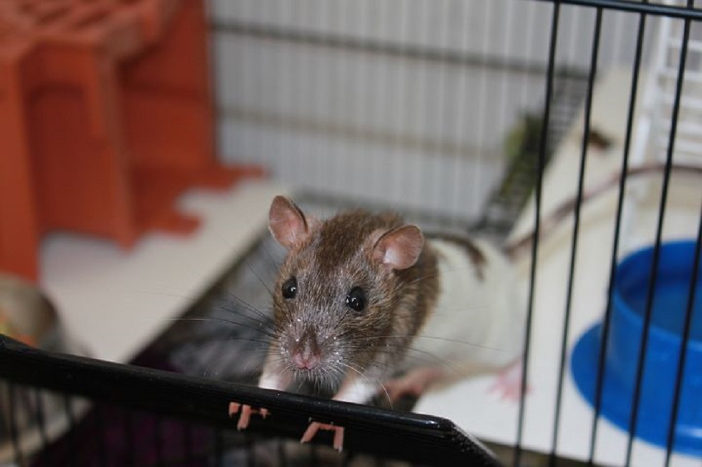 hamsters jaula desde su jaula cage
