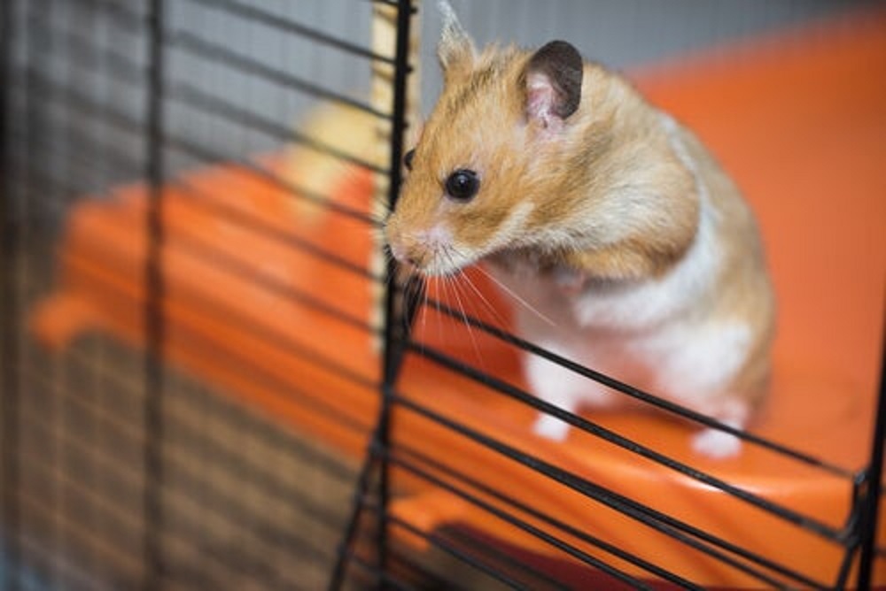 jaula hamster con hamster dentro