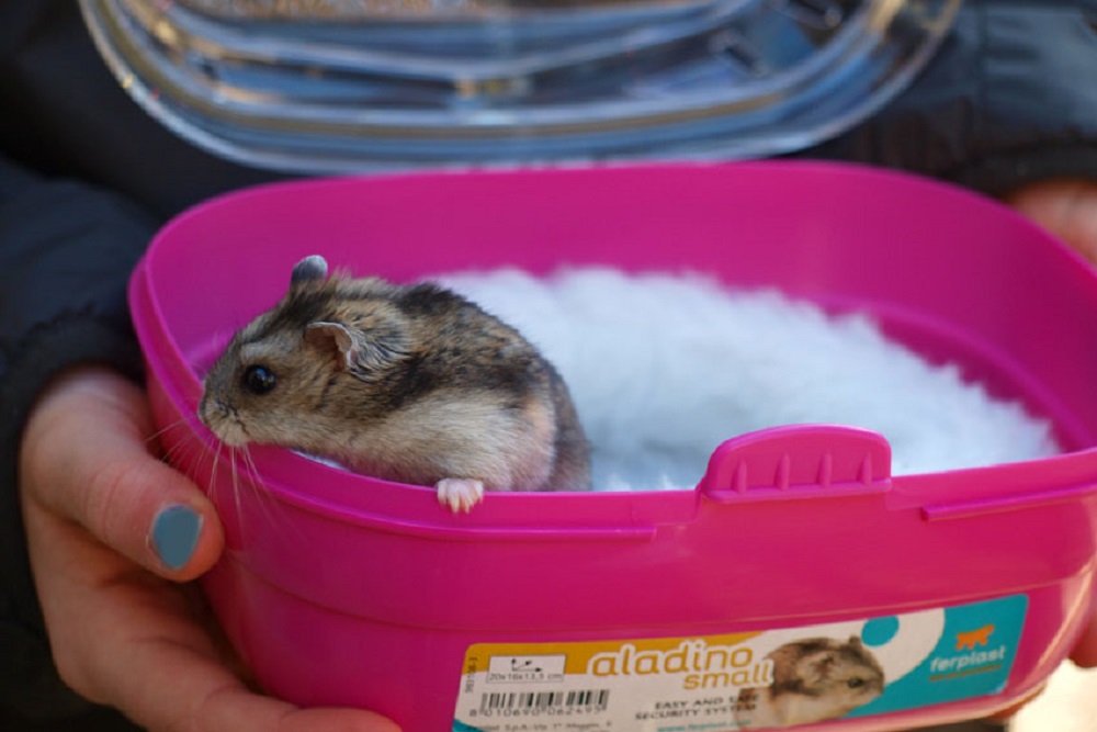 como limpiar jaula y manipular a tu hamster