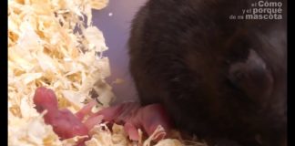 hamster-sirio-comun