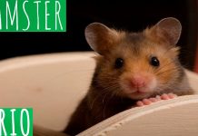 hamster-sirio-comun