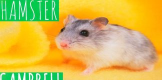 hamster-campbell
