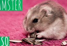 hamsters-tipos-de-hamsters