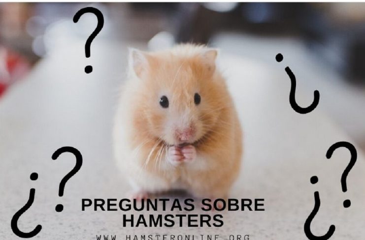 preguntas sobre hamsters respuestas dudas hamster