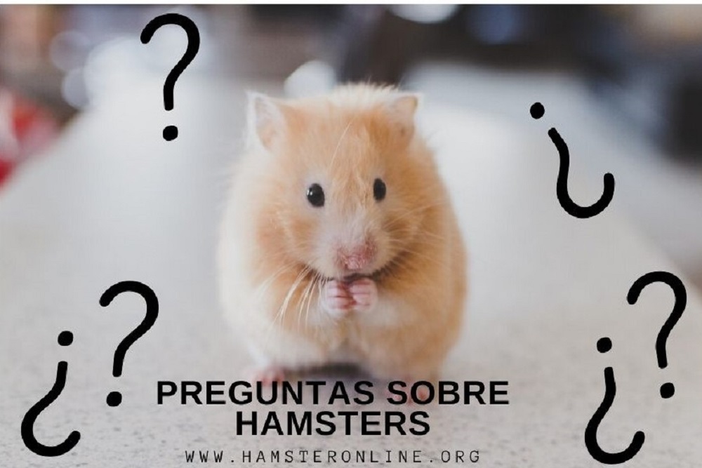 preguntas sobre hamsters respuestas dudas hamster