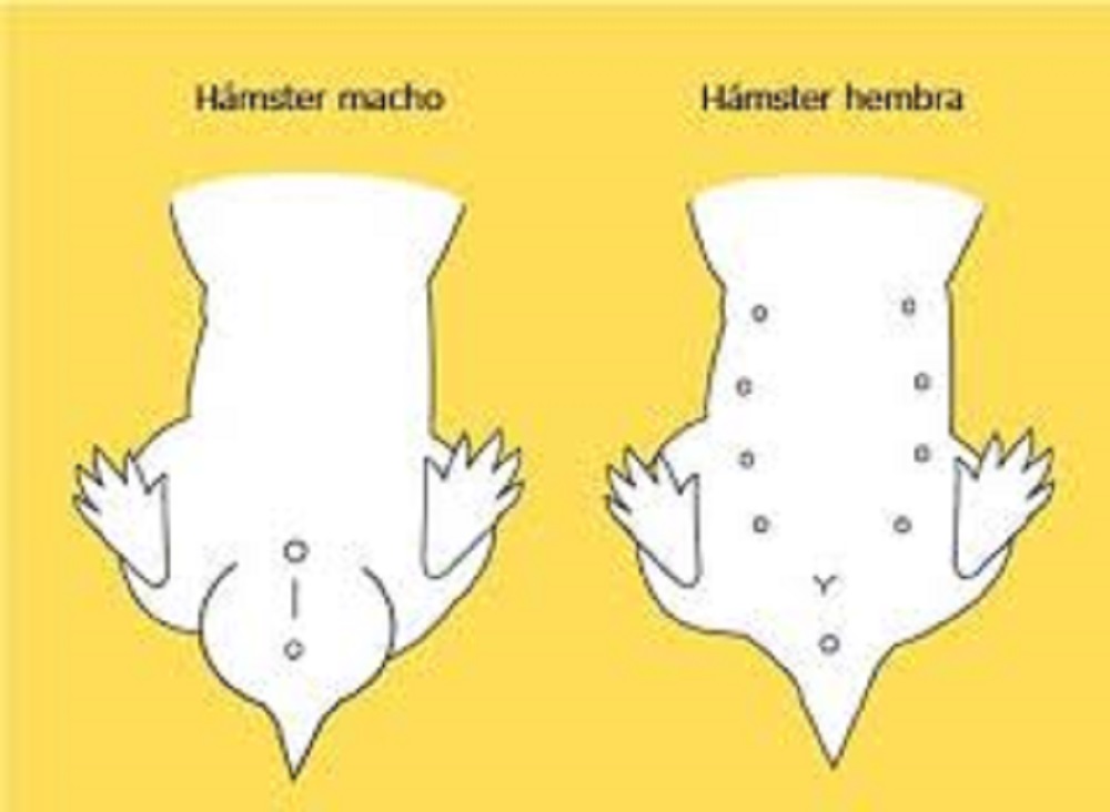 ¿Cómo saber si mi hámster es hembra o macho? preguntas sobre hamsters respuestas sobre hamsters y dudas